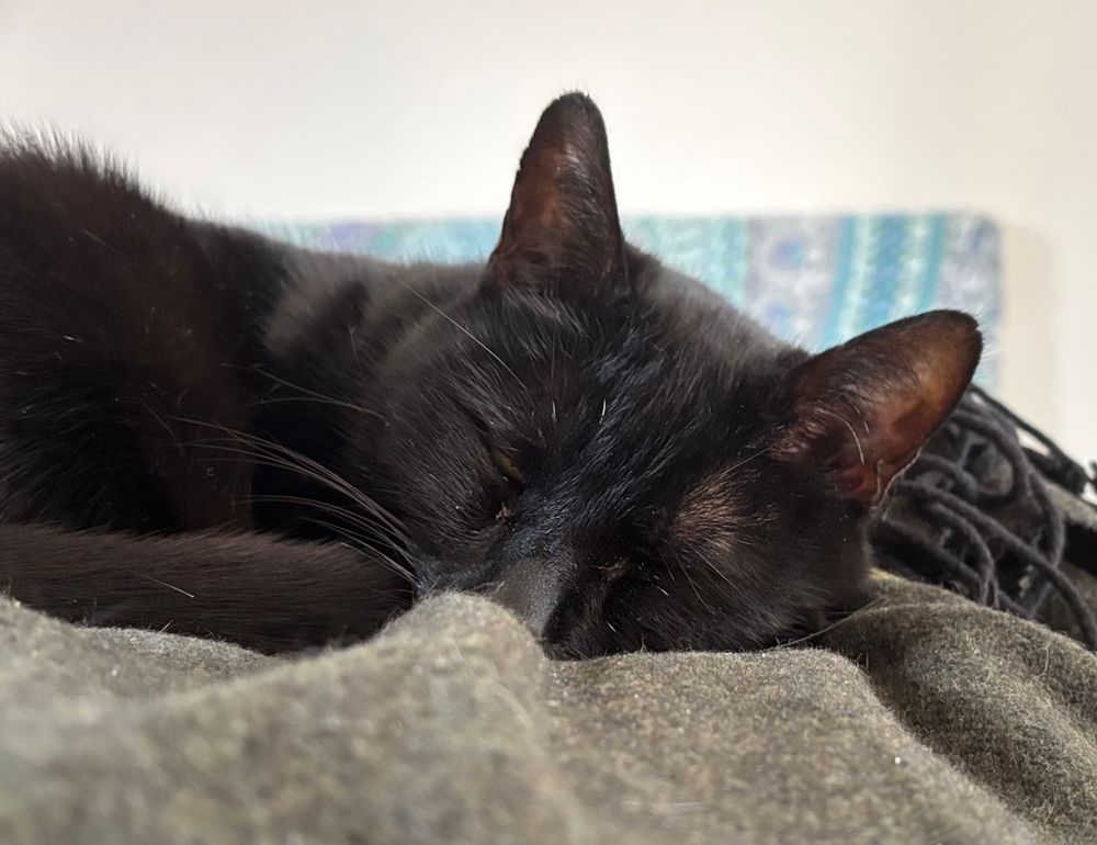 Sleeping black cat face 