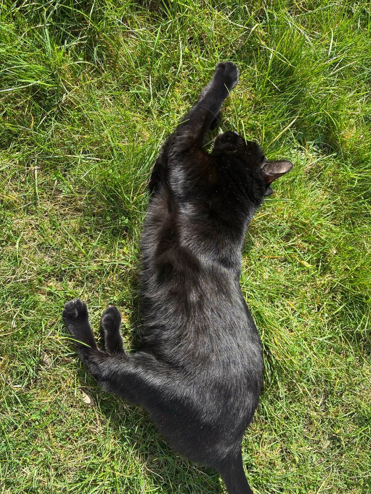 Black cat stretching on her side on overgrown grass in the sunshine 