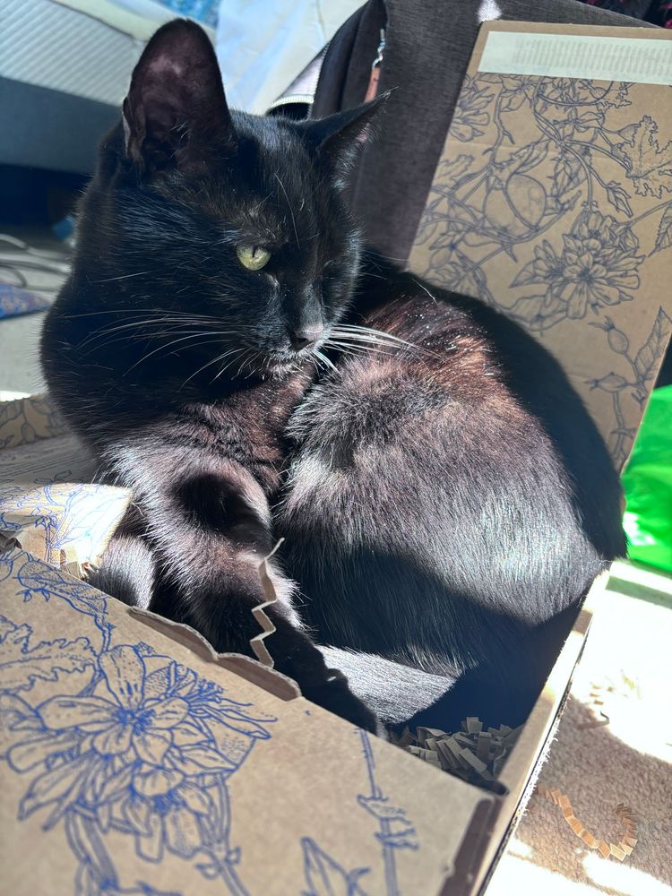 Small black cat curled up sitting happily in a smaller box plus sunbeam 