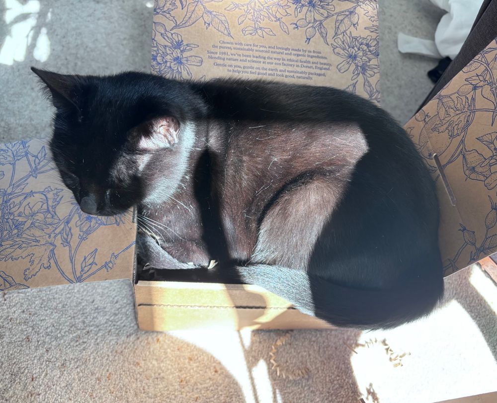 Black cat laying down in too small box with body parts spilling out, belly and side are in a sunbeam 