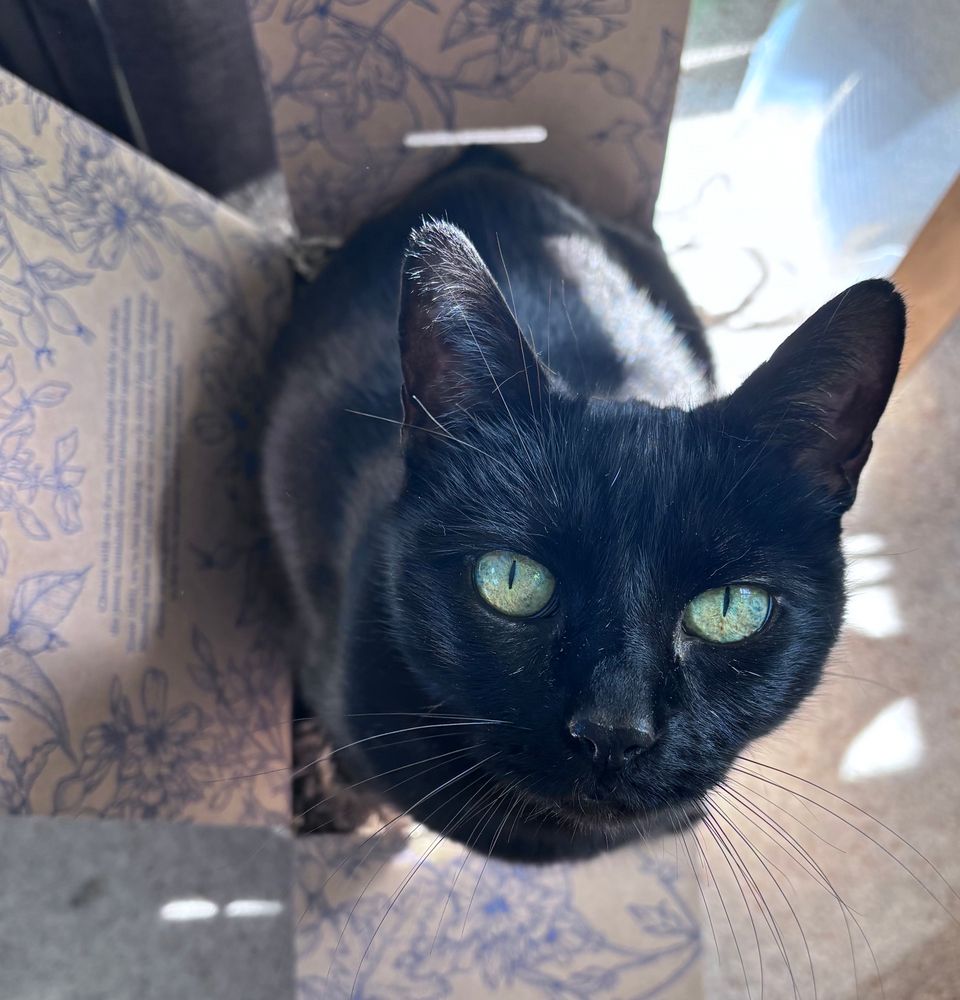 Black cat trying to sit in a small box that’s full of packaging, looking upwards towards camera 