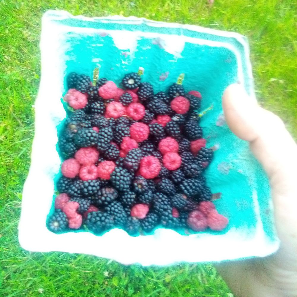 Some wild raspberries and blackberries I picked in one of those green cardboard berry punnets