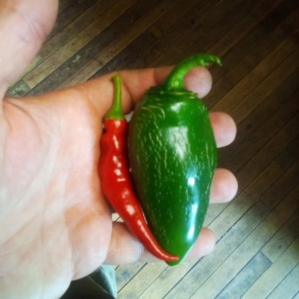 A rotund jalapeno with a thin red chili that is tight up against it
