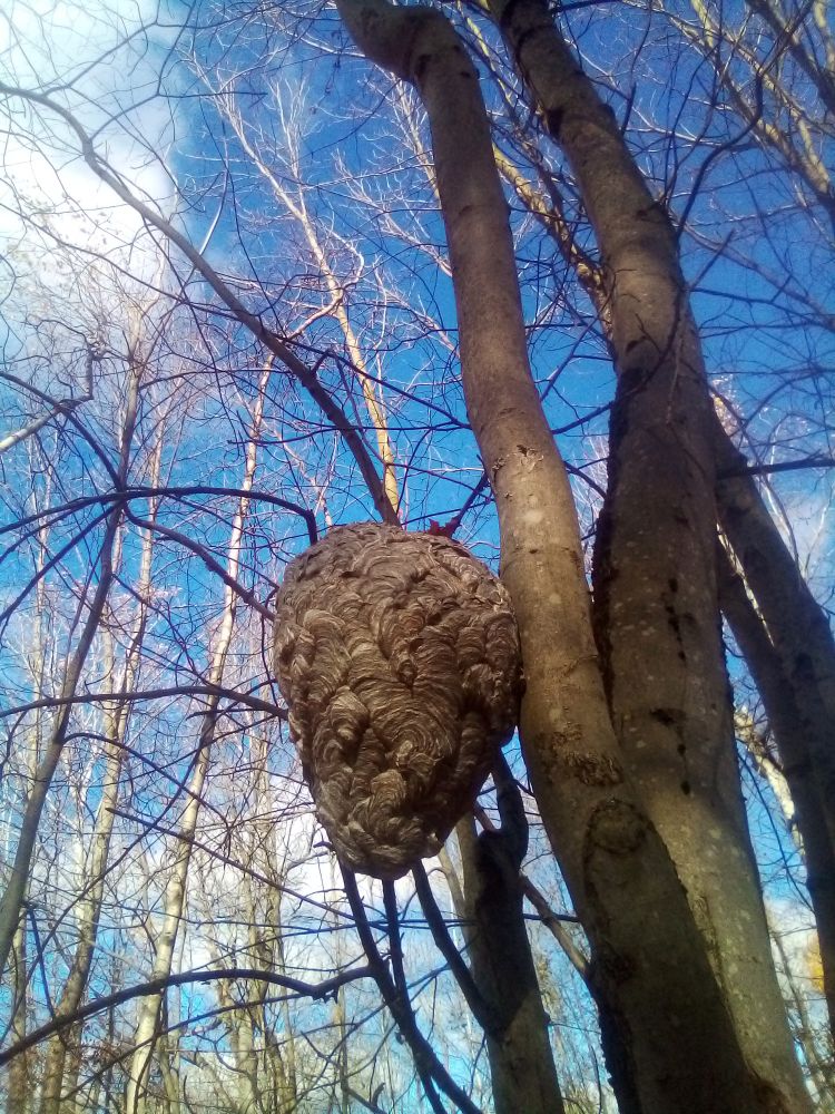 Decent size hornet's nest next to a tree. It's hanging on to a branch thinner than a pencil.