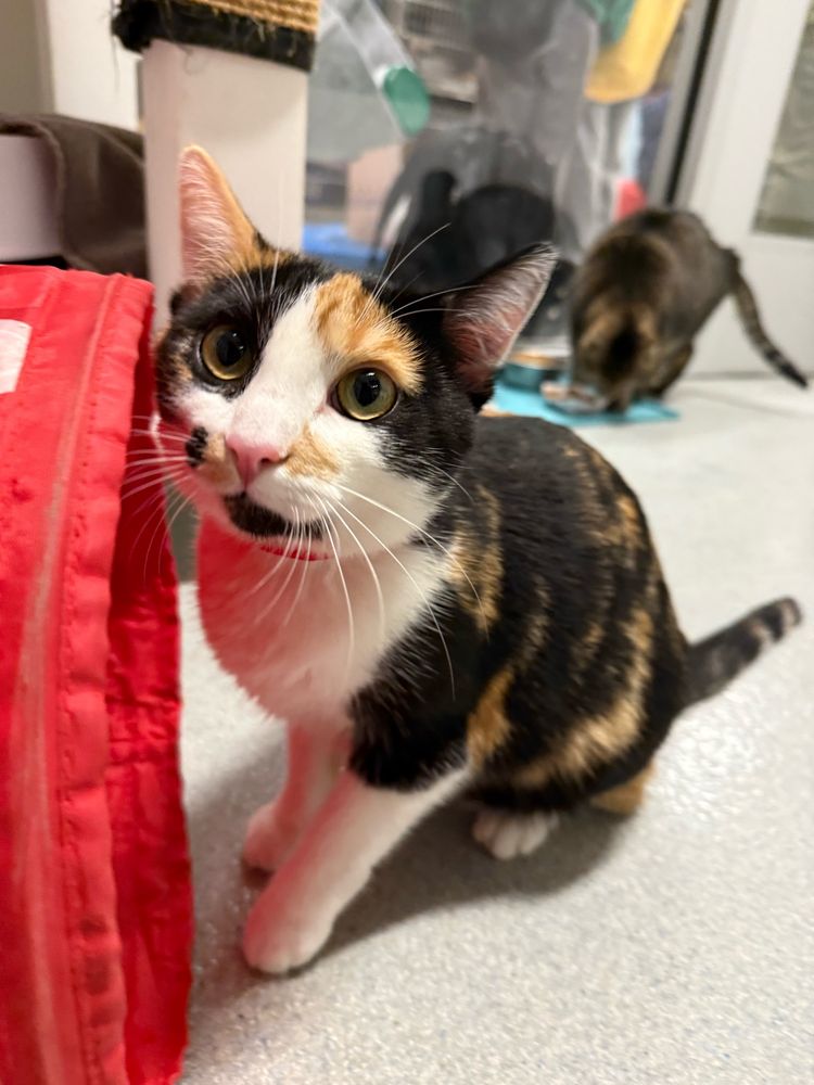 Cute Calico kitty