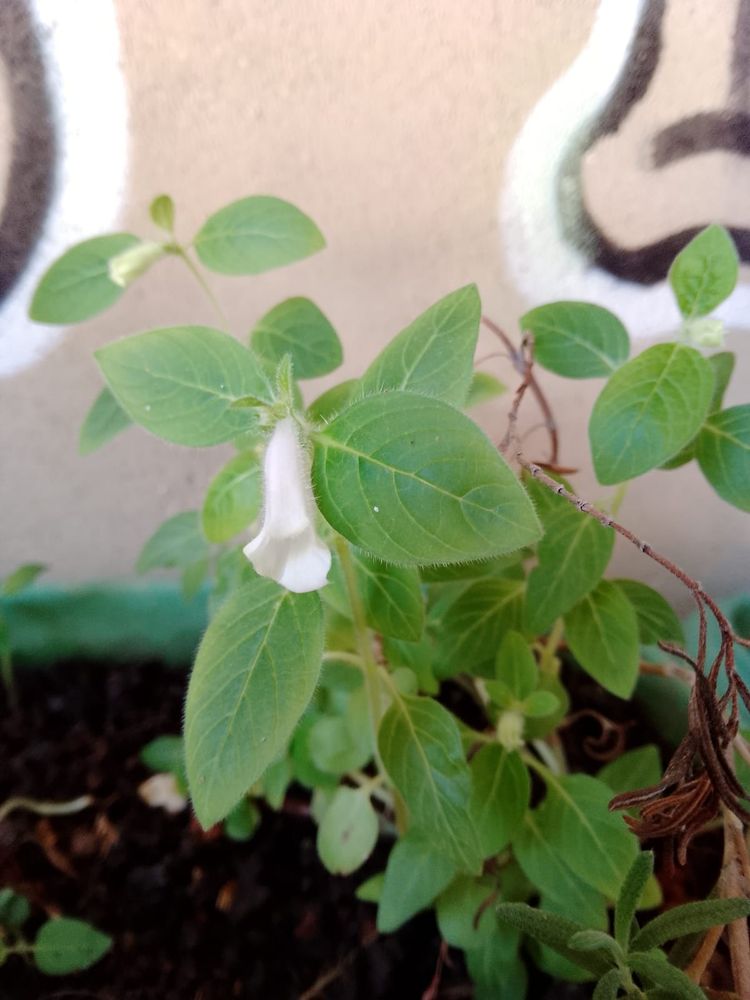 Muda de gergelim. Com uma florzinha branca.
