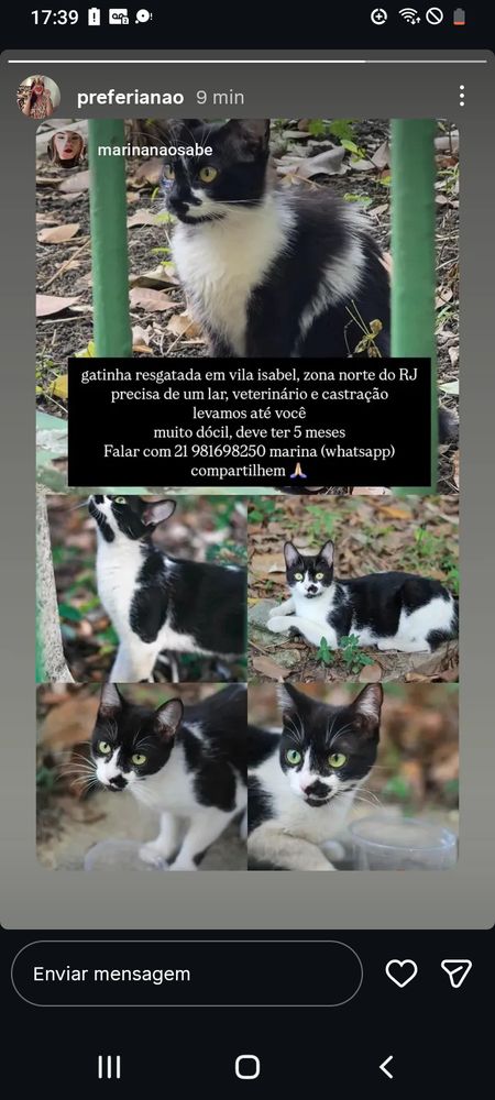 Fotos de gatos, pra adoção.