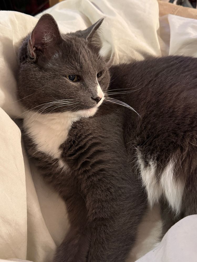 Gray and White House cat on cream quilt with eyes half closed