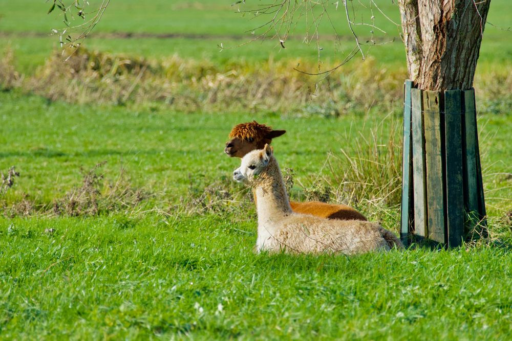 Alpaca mother with son.