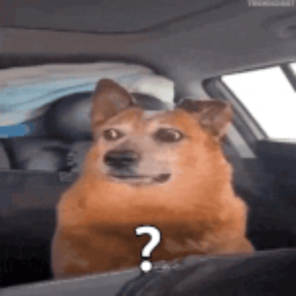 a dog is sitting in the back seat of a car with a question mark on it .