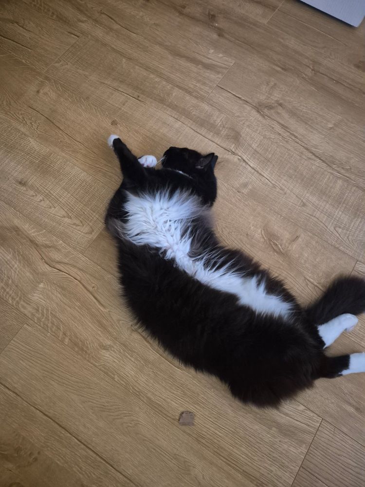 slightly chubby fluffy black and white tuxedo cat laying seductively on his back twisted with front left paw stretched over right paw
