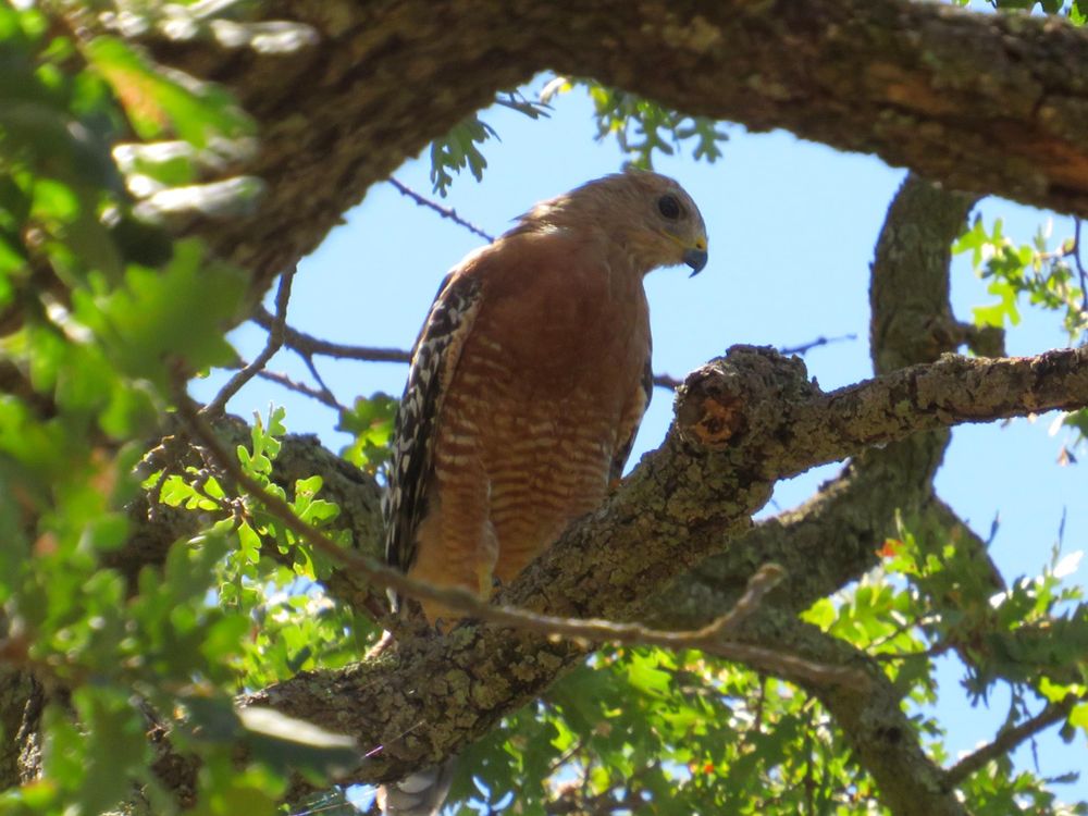 A bird of prey in a tree