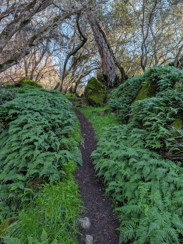 Sorry, I take too many pictures of this spot! It's a short hill with a dirt path cutting through rich green ferns 