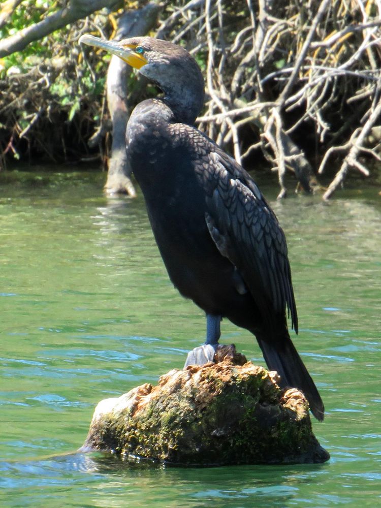 A bird on a rock in calm water. I think it's a cormorant.