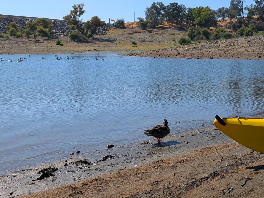 My kayak at my launch point. A lone duck has come to investigate. I think this duck lives with the flock of geese you can see out in the water.
And in the background… my landmark. A levee with construction equipment on it. On the way back, I saw the levee but refused to accept it. Luckily I can recover anywhere!