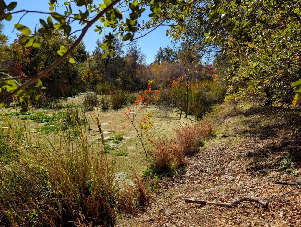 A small pond covered in plant life surrounded by trees and bushes of all colors.