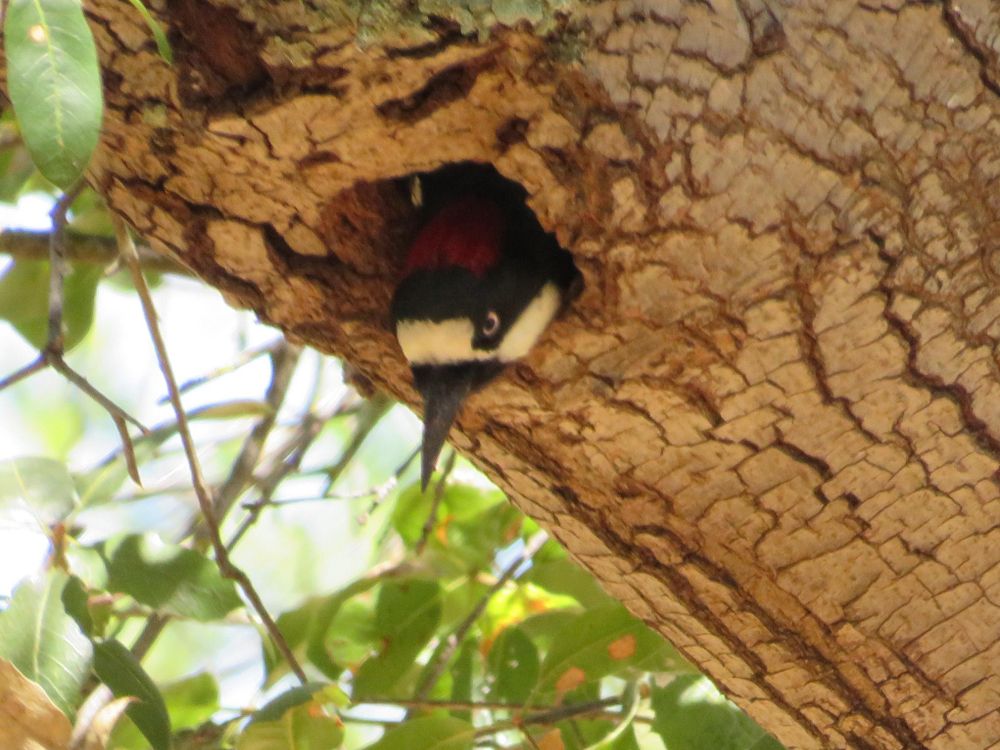 A red, white, and black bird looking out from a hole in a tree