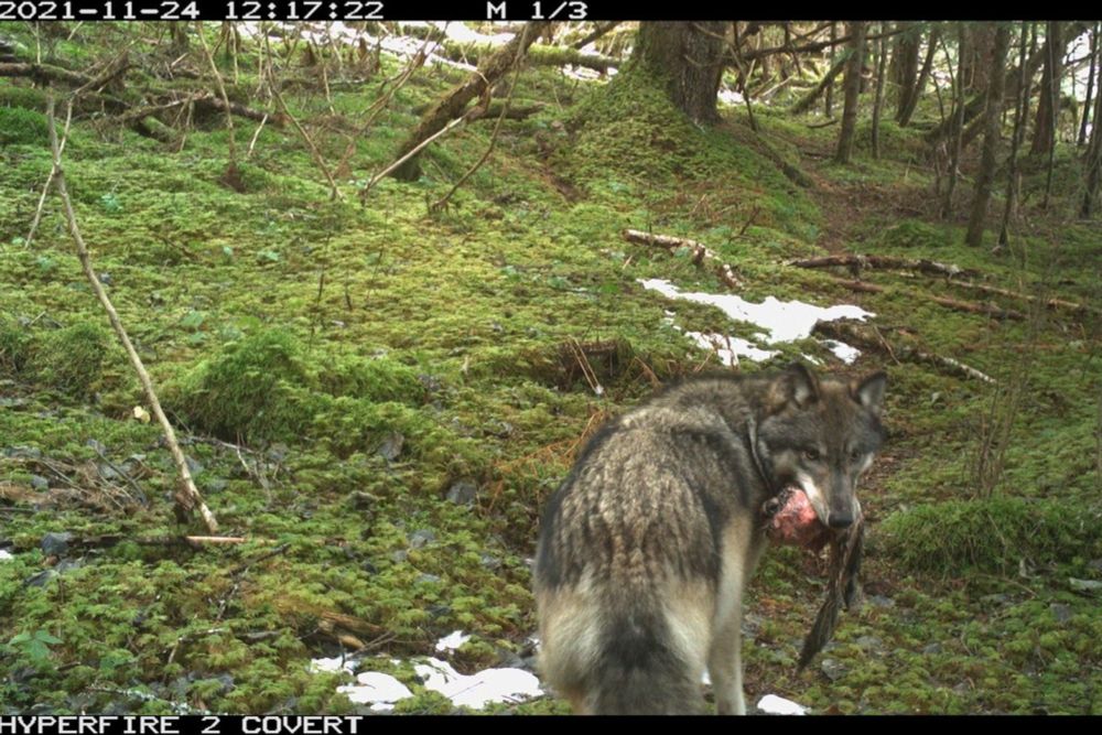 Coastal wolf found dead in lair on Alaskan island – dissection reveals curious thing that caused it | Discover Wildlife