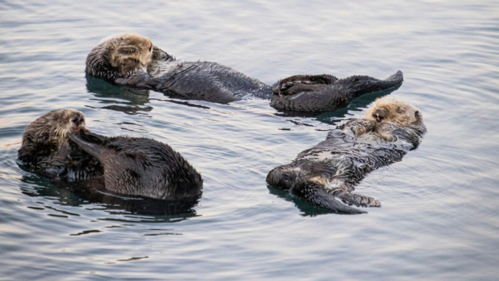 Returning a native: Looking to return sea otters to the coast