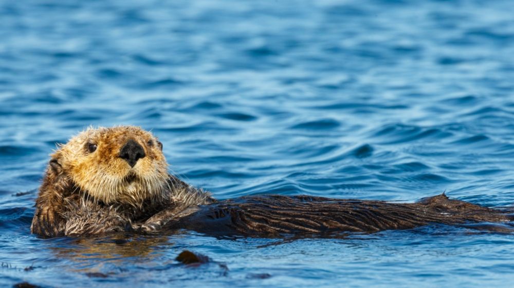 Sea otter sighting on Oregon Coast inspires redoubled efforts for species' reintroduction