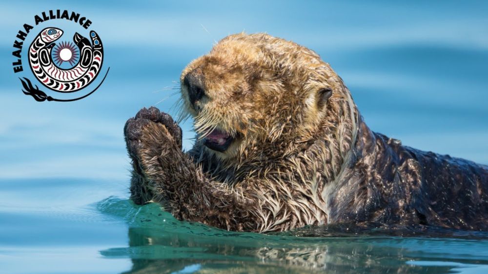 One Animal Could Change the Future of the Oregon Coast