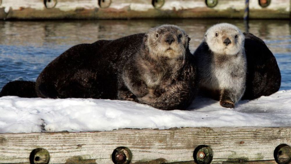 In photos: Sea otters are back from the brink | CNN