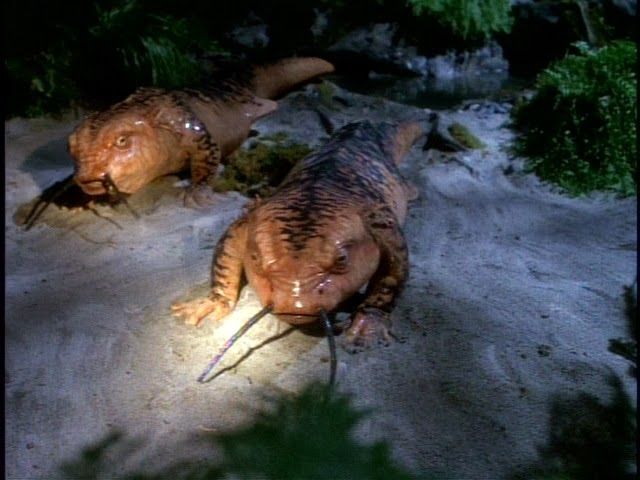 Transwarp salamanders 