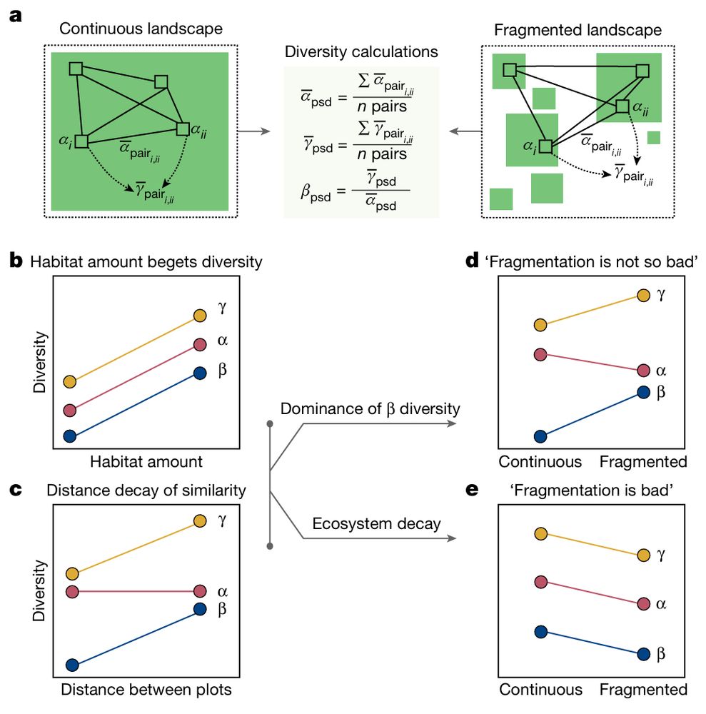 The figure explaining the contrasting outcomes for diversity and local and landscape scales in continuous vs. fragmented landscapes. The right column (panel d) shows the cases where increasing inter-fragment diversity (increasing beta diversity among fragments) compensates for loss of local (alpha) diversity results in an increase in regional (Gamma) diversity. Fragmentation is 'bad' for diversity when loss of alpha and beta diversity combine to cause landscape-wide declines in gamma diversity.