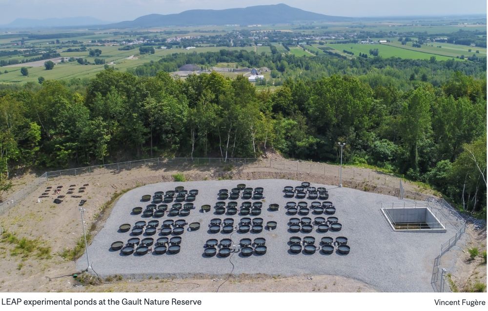 An aerial shot of the Large Experimental Array of Ponds that was used to do the experiment described in this paper. We see 72 tanks of 1000 litres distributed in an experimental array. LEAP is located at McGill's Gault Reserve, Quebec.