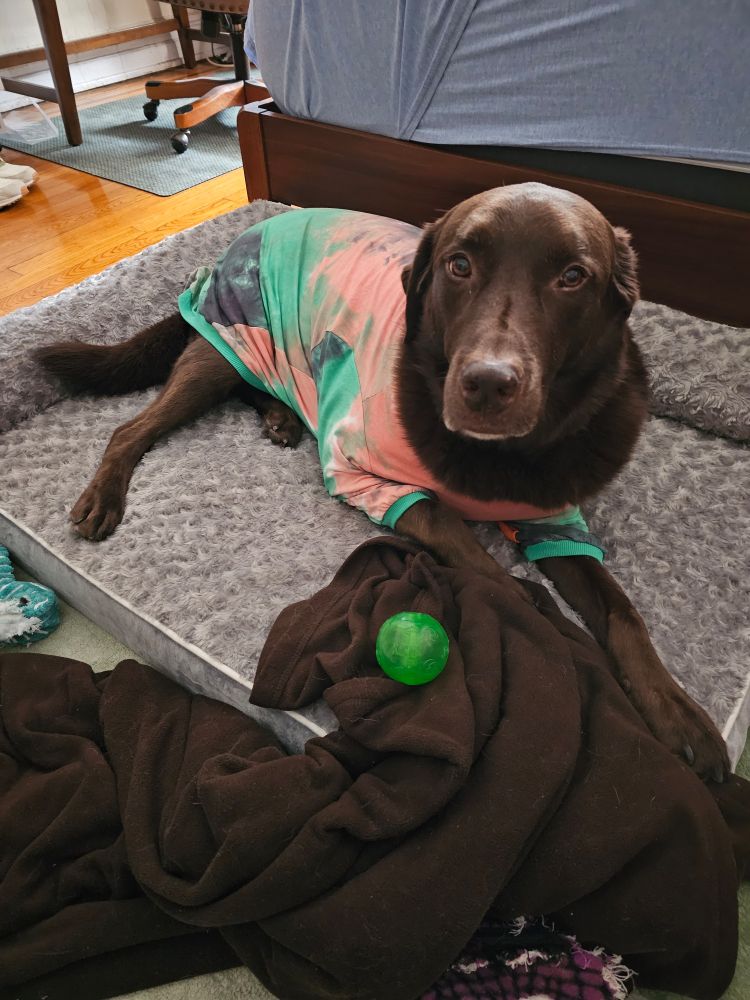Nasa the chocolate lab on his NYC bed. He's wearing pajamas and is sitting with his ball, staring at me to play, like a goof.