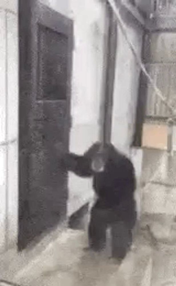 a chimpanzee is sitting in front of a door .