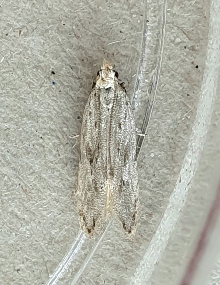 Pos Obscure Snout Anarsia spartiella