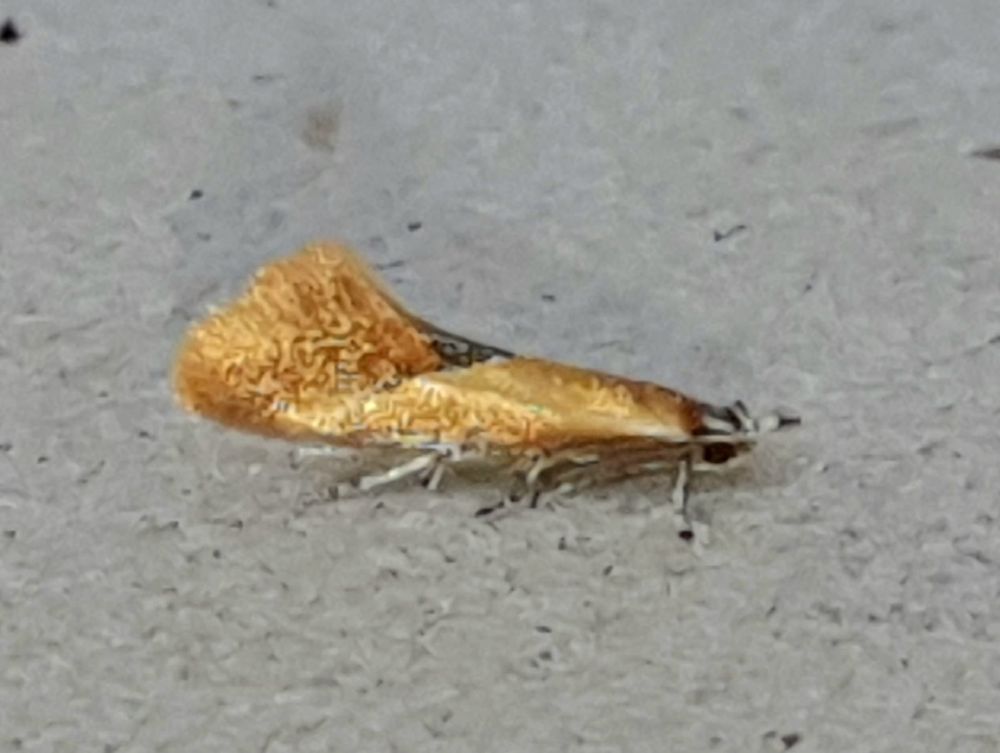 Lesser Tawny Crescent  Batia lunaris