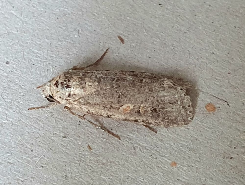Small Mottled Willow 