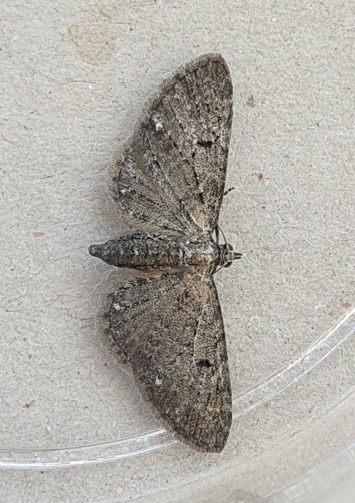 Pug sp