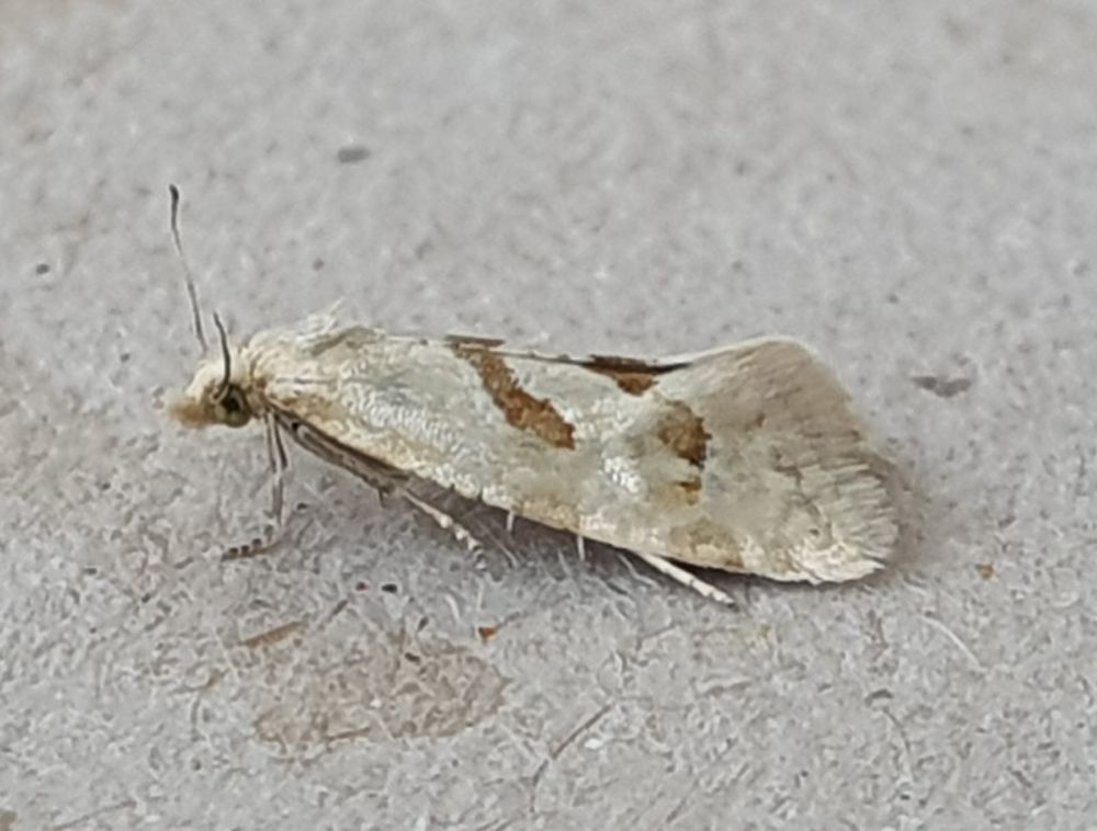 Common Marbled Straw Aethes smeathmanniana