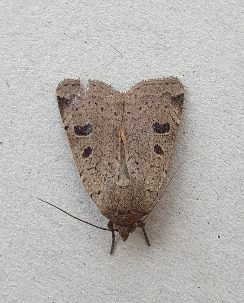 Lesser Yellow Underwing 