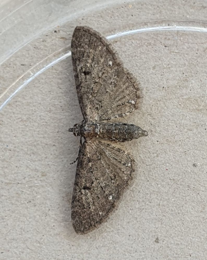 Pug sp