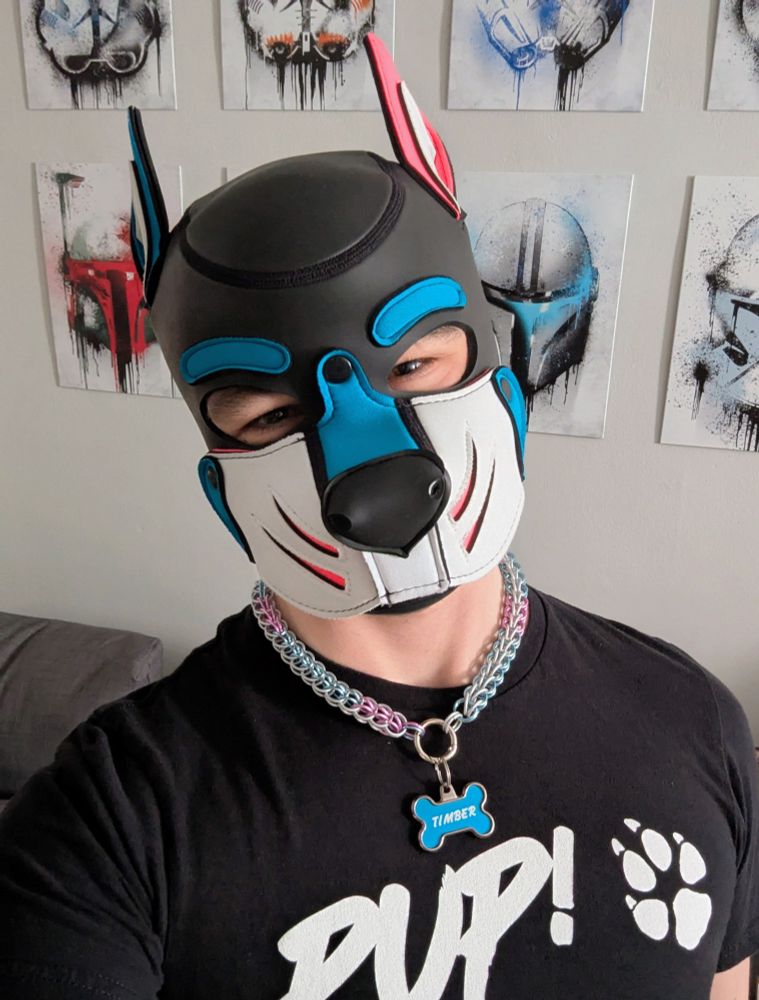 Dorky blue and pink eared pupper showing off his chain collar.