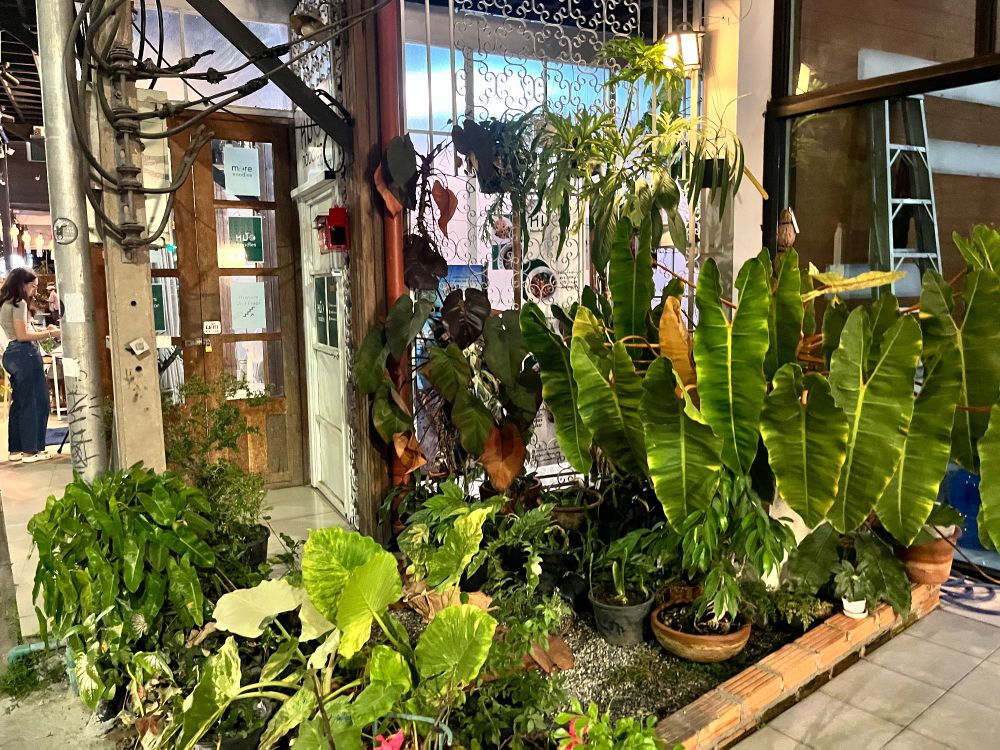 A verdant scene in a doorway with many tropical plants 