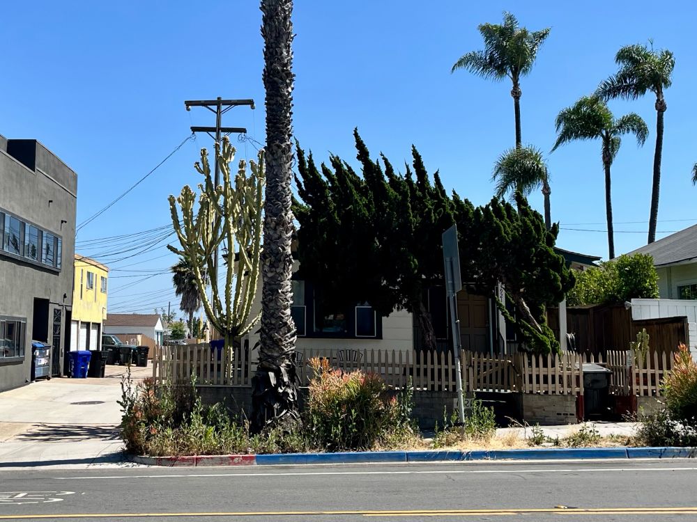 A house covered by shrubs and palm trees 