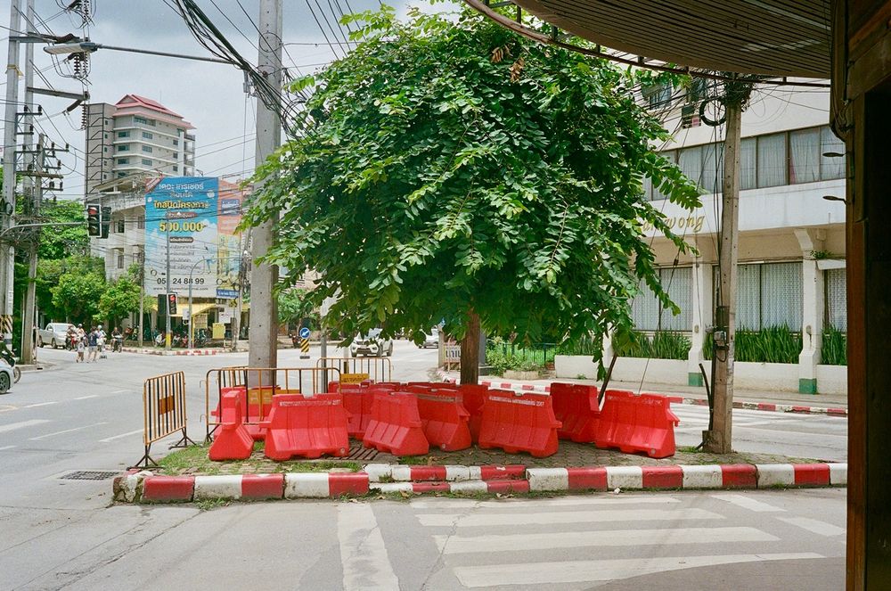 A traffic island with a tree and orange barriers scattered about 