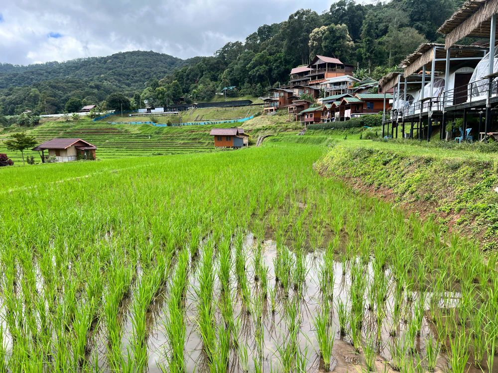 A rice paddy with houses in the background 