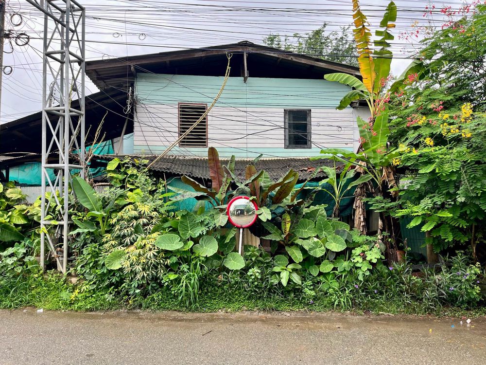 A house on the street surrounded by lush green plants with a mirror 
