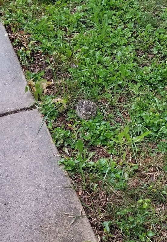 The rabbit is basically just a round ball of grey fluff with tiny ears and small black eyes.