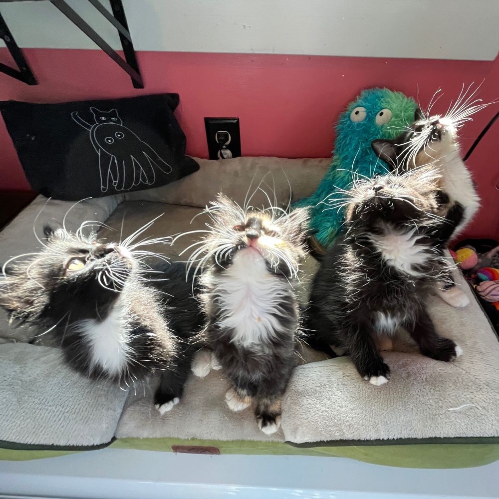 Four tiny kittens in a cat bed in front of a pink wall. They are dramatically backlit by the sun. Behind them are a black zip pouch with a white line drawing of a cat carrying a big sea monster stuffy, and the sea monster itself, which now contains the ashes of the cat that loved it. 