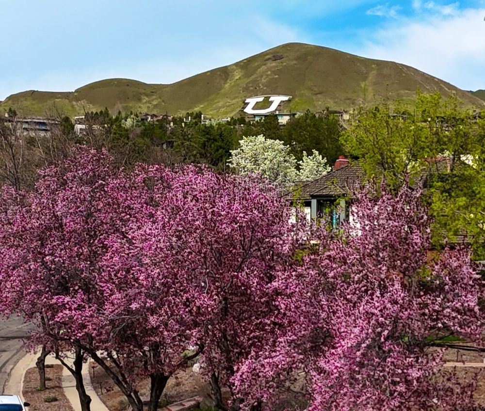Photo of the Block U on the hill with blooming trees in the foreground.
