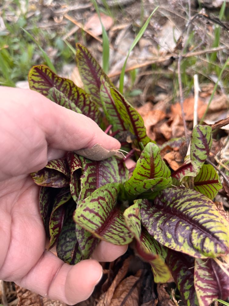 A perennial salad, ”skräppa” in Swedish