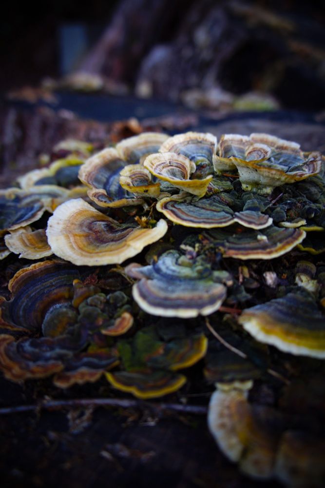 Turkey tail fungus growing on a rotten log. The fungus is ruffled and scalloped, and delicately striped in shades of beige, brown, green, and grey. 