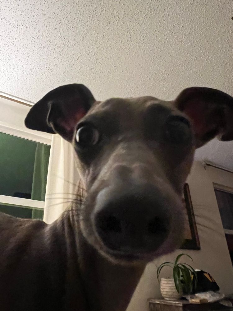 A close up of my Italian Greyhound’s nose saying “hello”